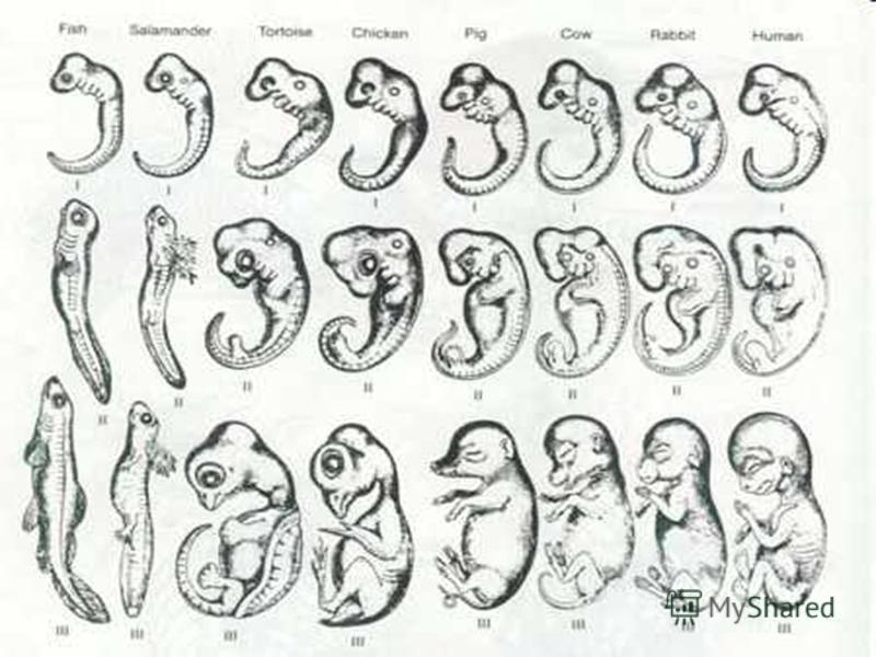Ontogency Recapituates Evolution Evolution Playing out in Fetus… (all these Chordates (birds, mammals, reptiles, fish, have strikingly similar Embryonic Development)