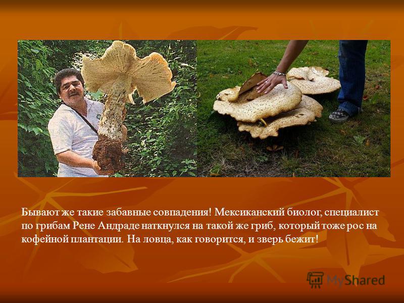 Бывают же такие забавные совпадения! Мексиканский биолог, специалист по грибам Рене Андраде наткнулся на такой же гриб, который тоже рос на кофейной плантации. На ловца, как говорится, и зверь бежит!