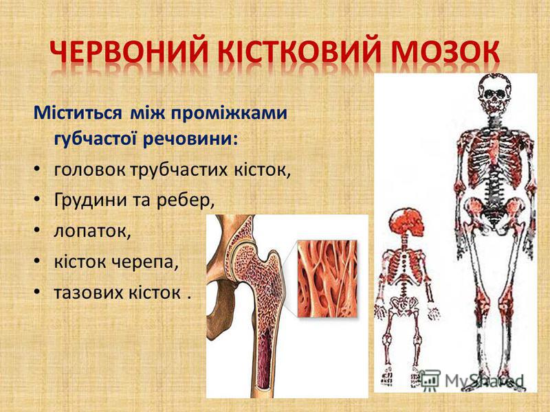 Міститься між проміжками губчастої речовини: головок трубчастих кісток, Грудини та ребер, лопаток, кісток черепа, тазових кісток.