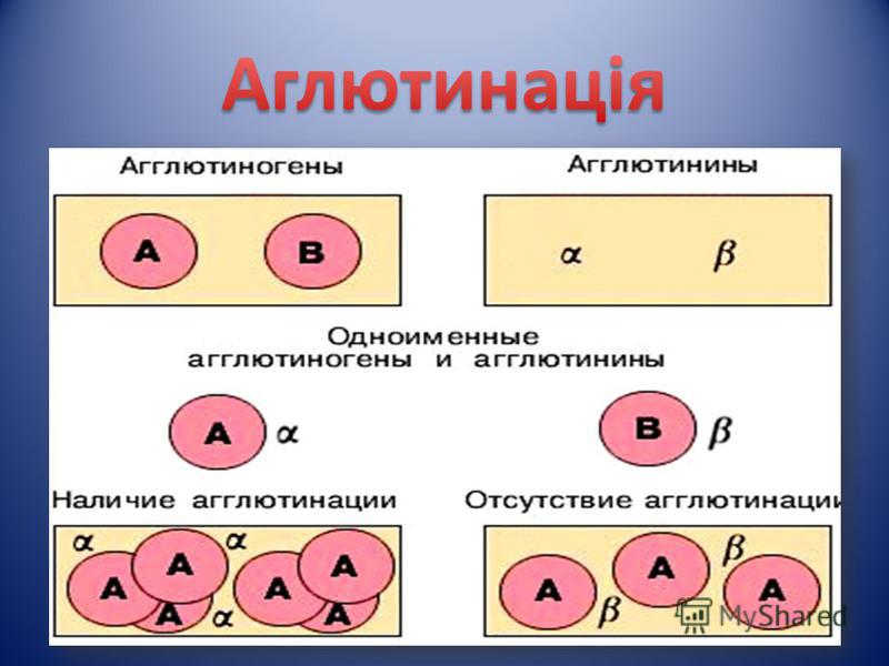 Виды и расположение агглютиногенов и агглютининов
