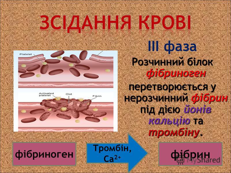 ІІІ фаза Розчинний білок фібриноген перетворюється у нерозчинний фібрин під дією йонів кальцію та тромбіну. фібрин фібриноген Тромбін, Са 2+