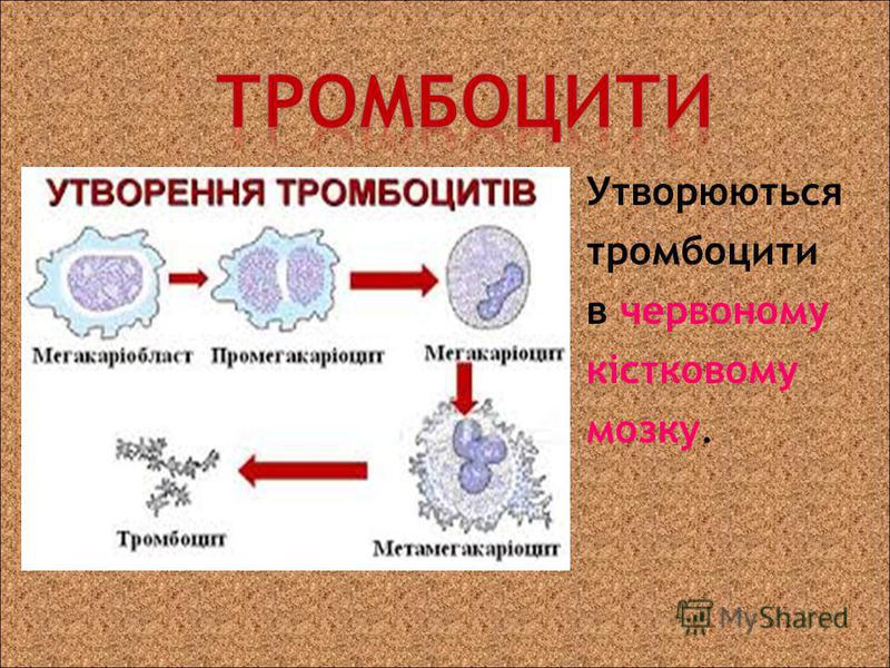 Утворюються тромбоцити в червоному кістковому мозку.