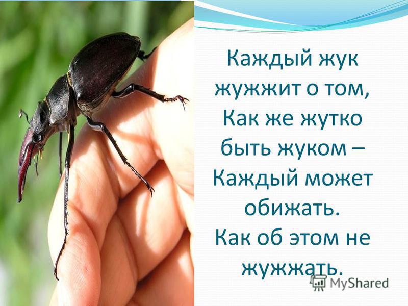 Каждый жук жужжит о том, Как же жутко быть жуком – Каждый может обижать. Как об этом не жужжать.