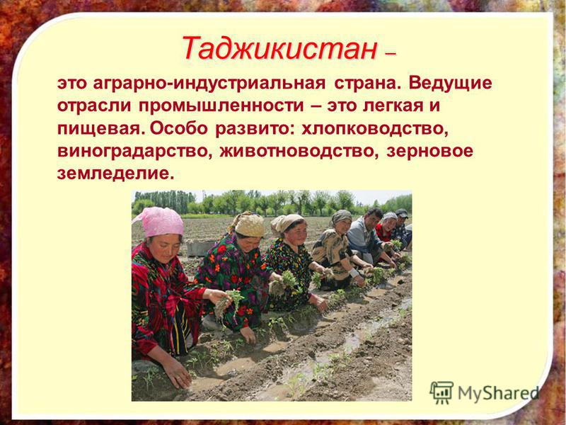 Таджикистан – это аграрно-индустриальная страна. Ведущие отрасли промышленности – это легкая и пищевая. Особо развито: хлопководство, виноградарство, животноводство, зерновое земледелие.