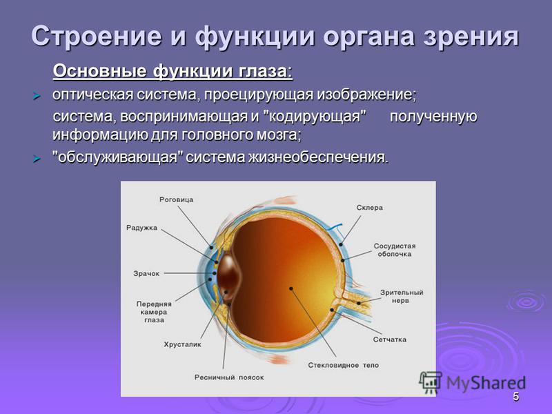 Строение и функции органа зрения Основные функции глаза: Основные функции глаза: оптическая система, проецирующая изображение; оптическая система, проецирующая изображение; система, воспринимающая и 