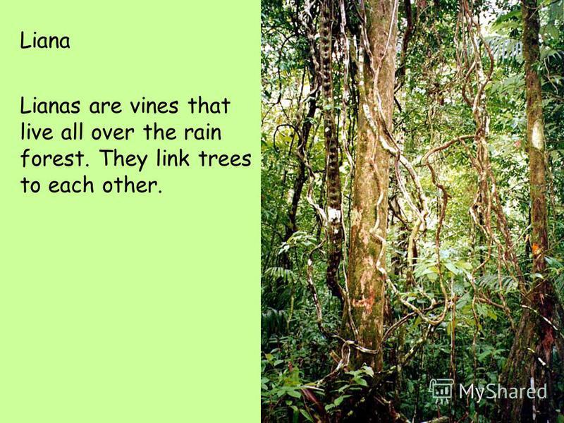 Liana Lianas are vines that live all over the rain forest. They link trees to each other.