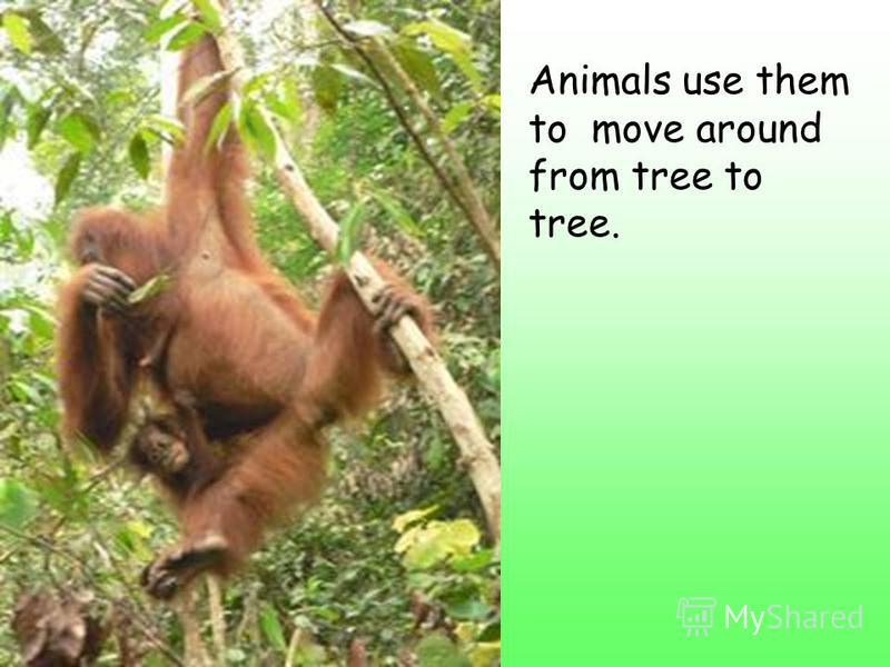 Animals use them to move around from tree to tree.