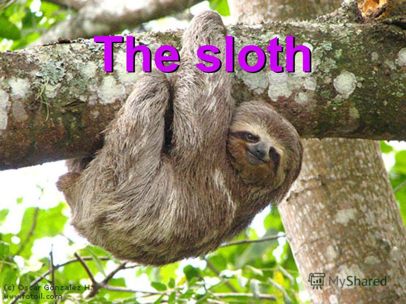 The sloth