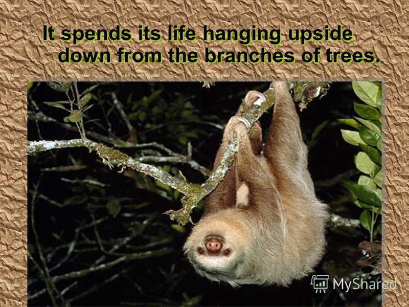 It spends its life hanging upside down from the branches of trees.