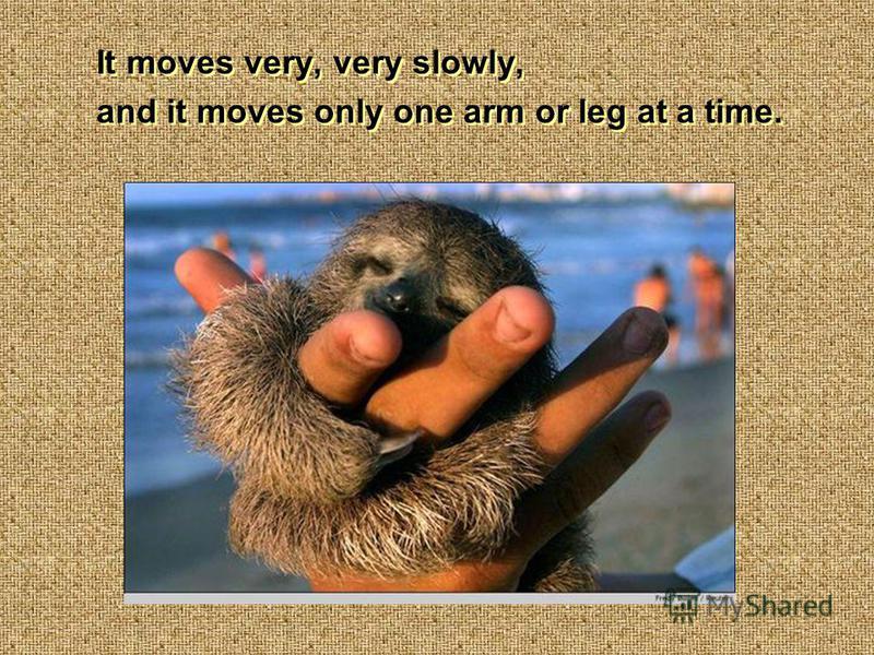 It moves very, very slowly, and it moves only one arm or leg at a time. It moves very, very slowly, and it moves only one arm or leg at a time.