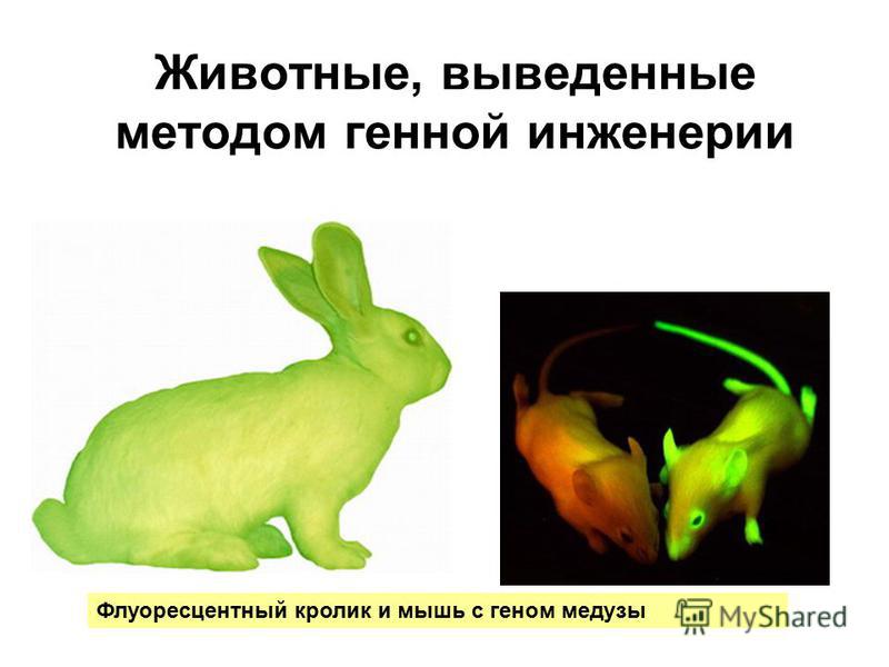Животные, выведенные методом генной инженерии Флуоресцентный кролик и мышь с геном медузы