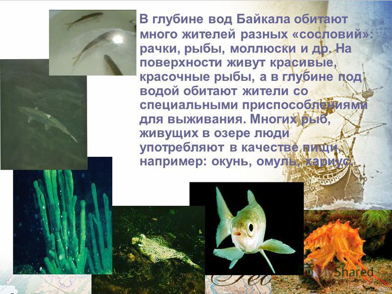 Вокруг Байкала растёт огромное количество самых разнообразных растений.