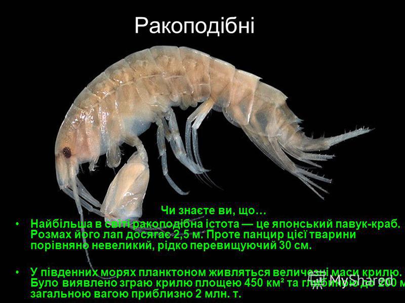 Ракоподібні Чи знаєте ви, що… Найбільша в світі ракоподібна істота це японський павук-краб. Розмах його лап досягає 2,5 м. Проте панцир цієї тварини порівняно невеликий, рідко перевищуючий 30 см. У південних морях планктоном живляться величезні маси 