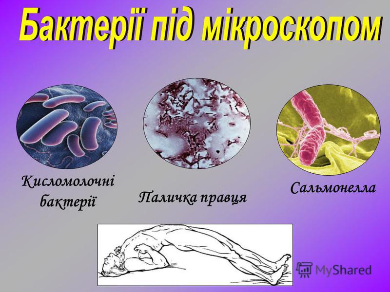 Сальмонелла Паличка правця Кисломолочні бактерії