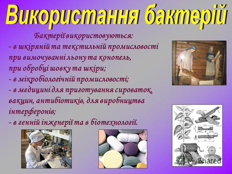 Бактерії використовуються: - в шкіряній та текстильній промисловості при вимочуванні льону та конопель, при обробці шовку та шкіри; - в мікробіологічній промисловості; - в медицині для приготування сироваток, вакцин, антибіотиків, для виробництва інт