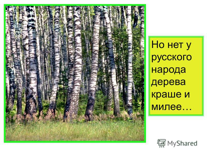 Но нет у русского народа дерева краше и милее…