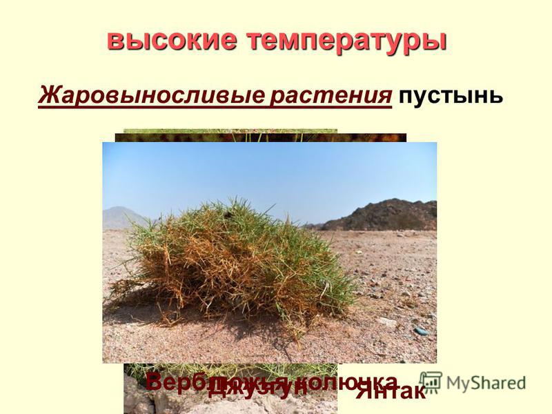 высокие температуры Жаровыносливые растения пустынь Синезеленые водоросли (70 - 80°) Янтак Джузгун Верблюжья колючка
