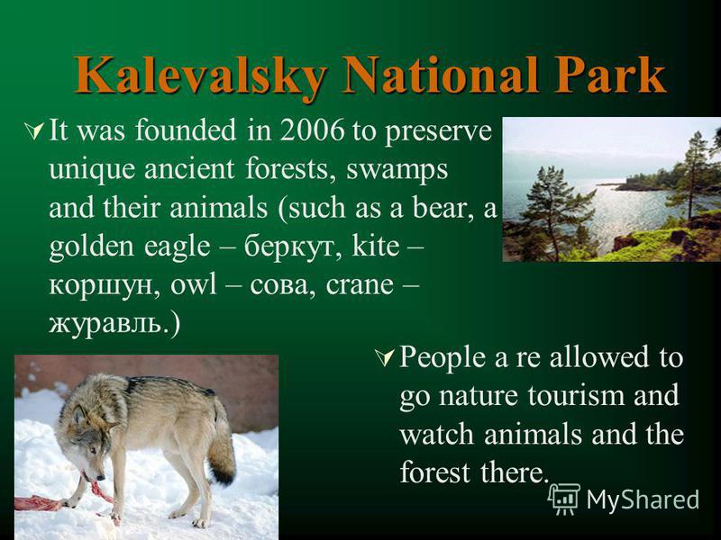 Kalevalsky National Park It was founded in 2006 to preserve unique ancient forests, swamps and their animals (such as a bear, a golden eagle – беркут, kite – коршун, owl – сова, crane – журавль.) People a re allowed to go nature tourism and watch ani