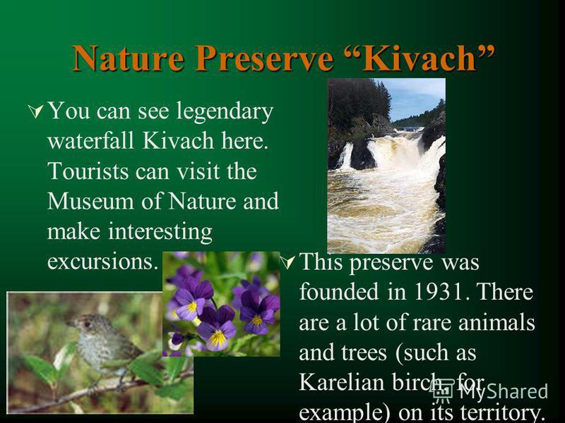 Nature Preserve Kivach You can see legendary waterfall Kivach here. Tourists can visit the Museum of Nature and make interesting excursions. This preserve was founded in 1931. There are a lot of rare animals and trees (such as Karelian birch, for exa