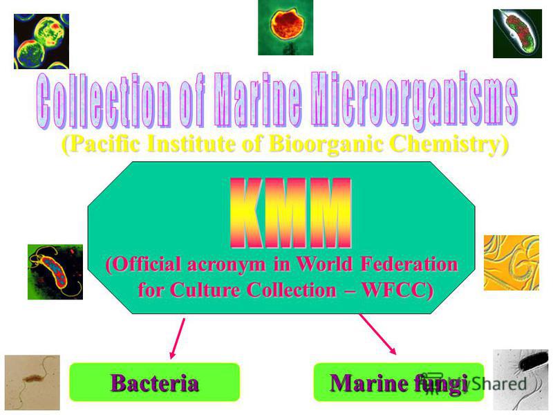(Pacific Institute of Bioorganic Chemistry) (Official acronym in World Federation for Culture Collection – WFCC) Bacteria Marine fungi