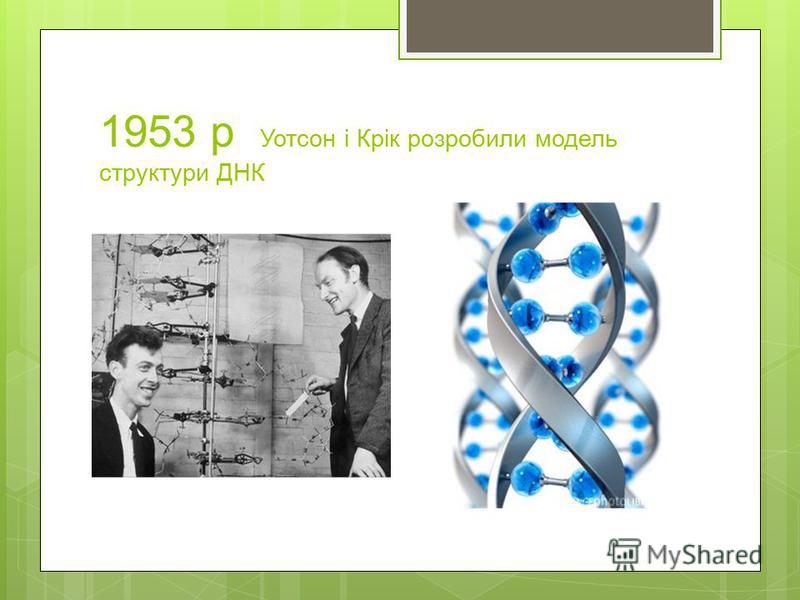 1953 р Уотсон і Крік розробили модель структури ДНК