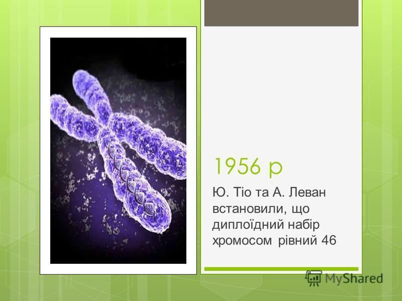 1956 р Ю. Тіо та А. Леван встановили, що диплоїдний набір хромосом рівний 46