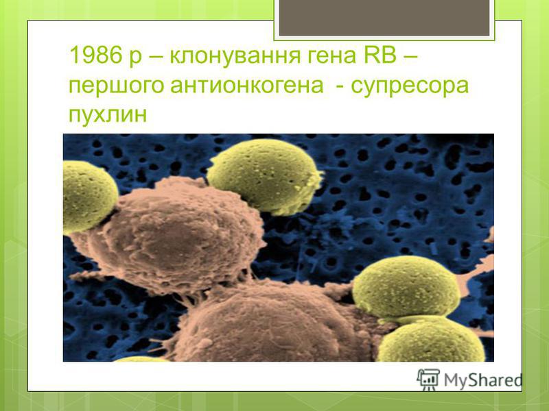 1986 р – клонування гена RB – першого антионкогена - супресора пухлин