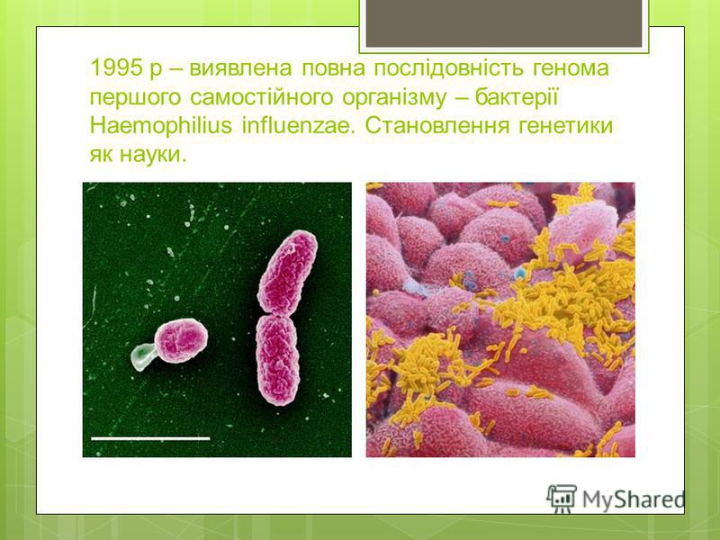 1995 р – виявлена повна послідовність генома першого самостійного організму – бактерії Haemophilius influenzae. Становлення генетики як науки.