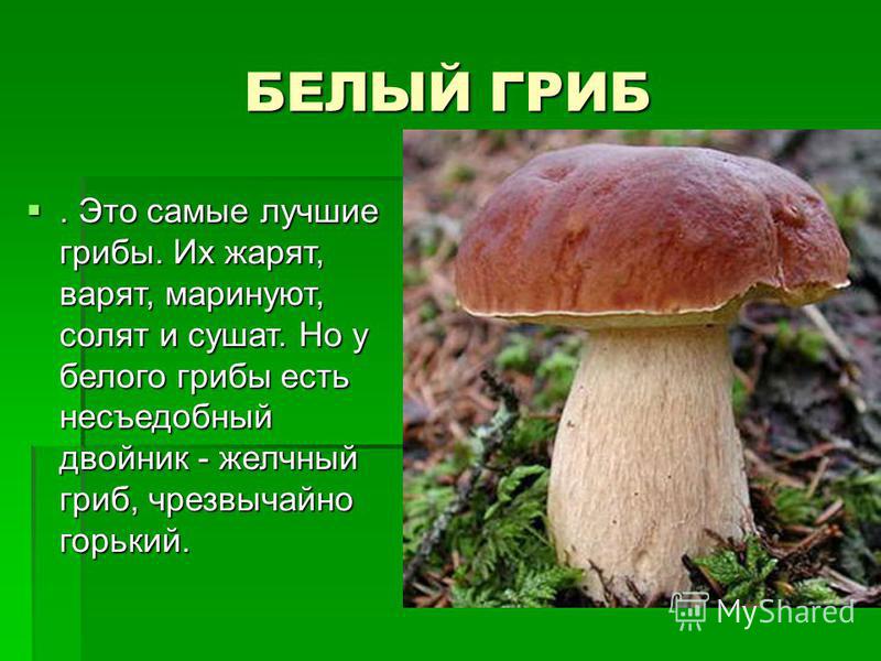 какие грибы есть фото онлайн какие грибы есть фото