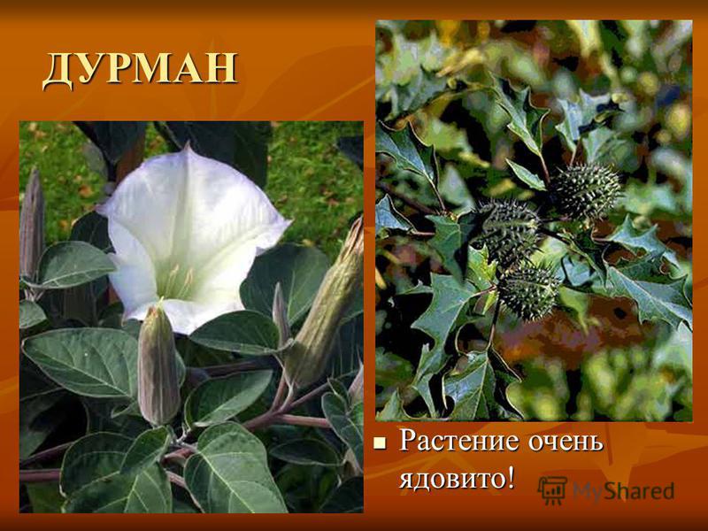 Реферат по теме Дурман индейский Реферат по теме Дурман индейский