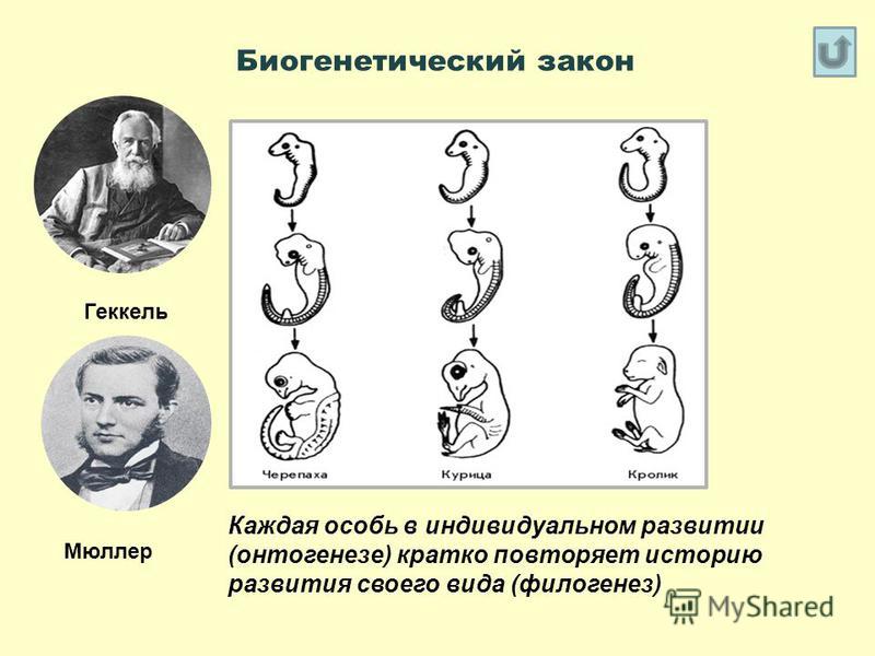 Биогенетический закон Каждая особь в индивидуальном развитии (онтогенезе) кратко повторяет историю развития своего вида (филогенез) Мюллер Геккель