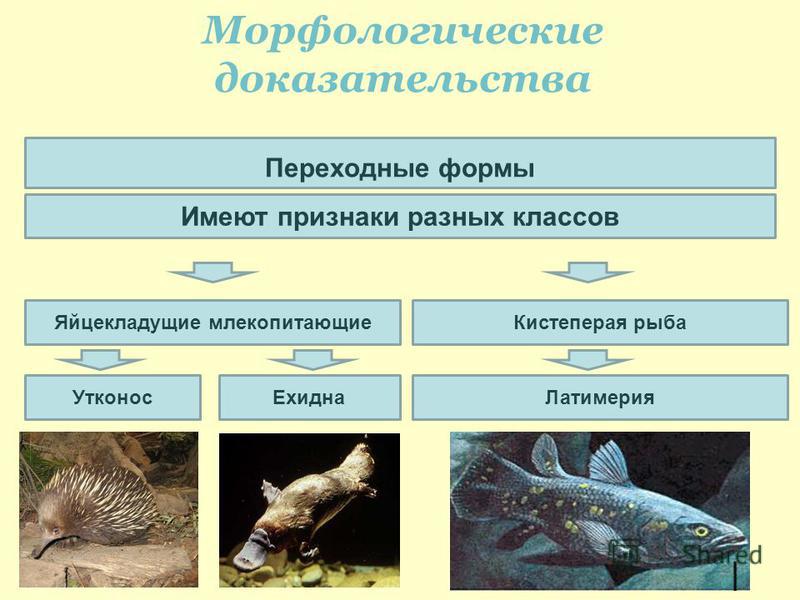 Морфологические доказательства Имеют признаки разных классов Кистеперая рыба Переходные формы Яйцекладущие млекопитающие Латимерия УтконосЕхидна