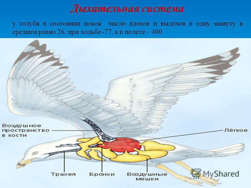 Дыхательная система у голубя в состоянии покоя число вдохов и выдохов в одну минуту в среднем равно 26, при ходьбе -77, а в полете – 400