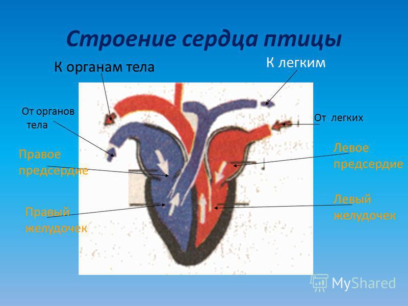 Строение сердца птицы Правое предсердие Правый желудочек Левое предсердие Левый желудочек К легким К органам тела От легких От органов тела
