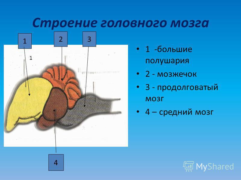Строение головного мозга 1 -большие полушария 2 - мозжечок 3 - продолговатый мозг 4 – средний мозг 1 1 23 4