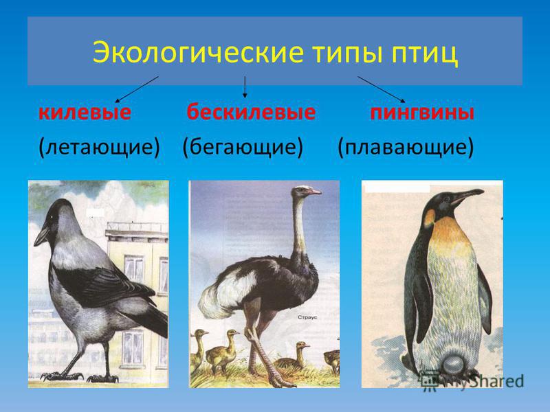 Экологические типы птиц килевые бескилевые пингвины (летающие) (бегающие) (плавающие)