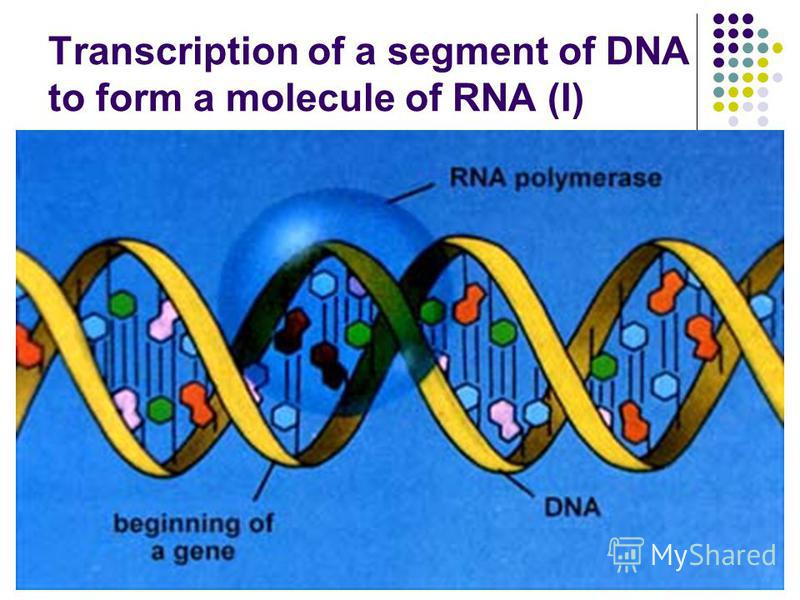 Transcription of a segment of DNA to form a molecule of RNA (I)