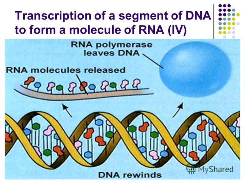 Transcription of a segment of DNA to form a molecule of RNA (IV)