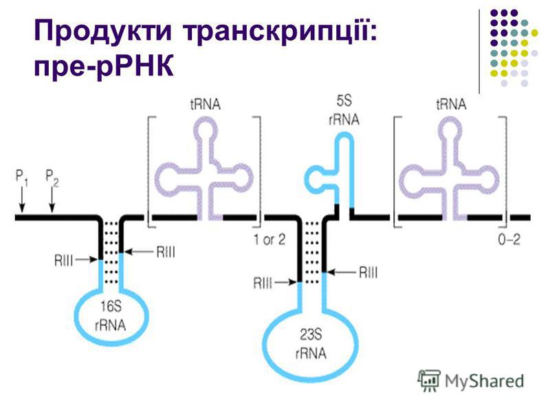 Продукти транскрипції: пре-рРНК