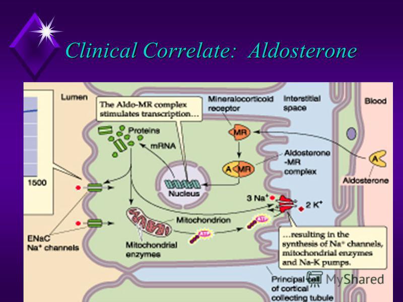13 Clinical Correlate: Aldosterone