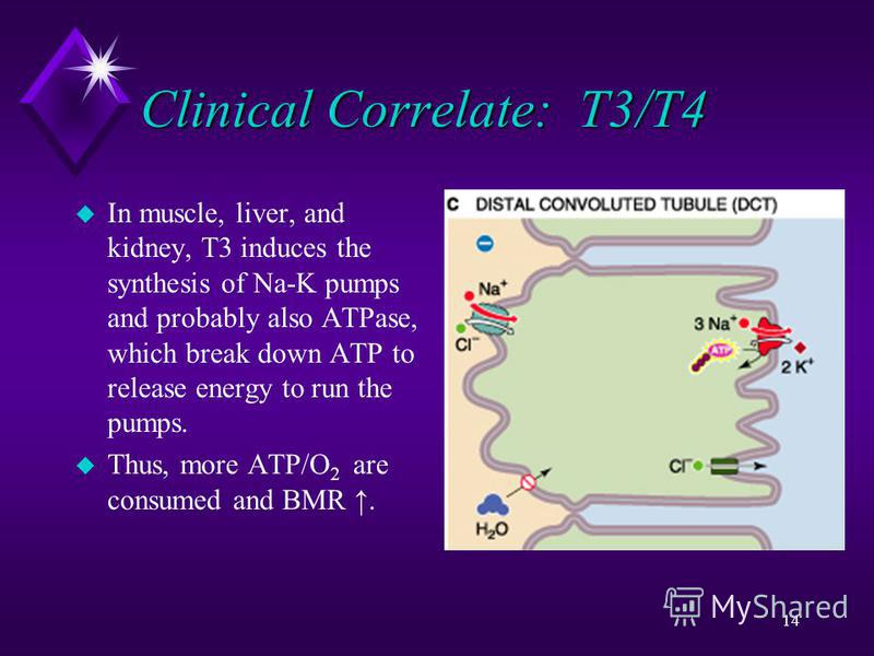 14 Clinical Correlate: T3/T4 u In muscle, liver, and kidney, T3 induces the synthesis of Na-K pumps and probably also ATPase, which break down ATP to release energy to run the pumps. u Thus, more ATP/O 2 are consumed and BMR.