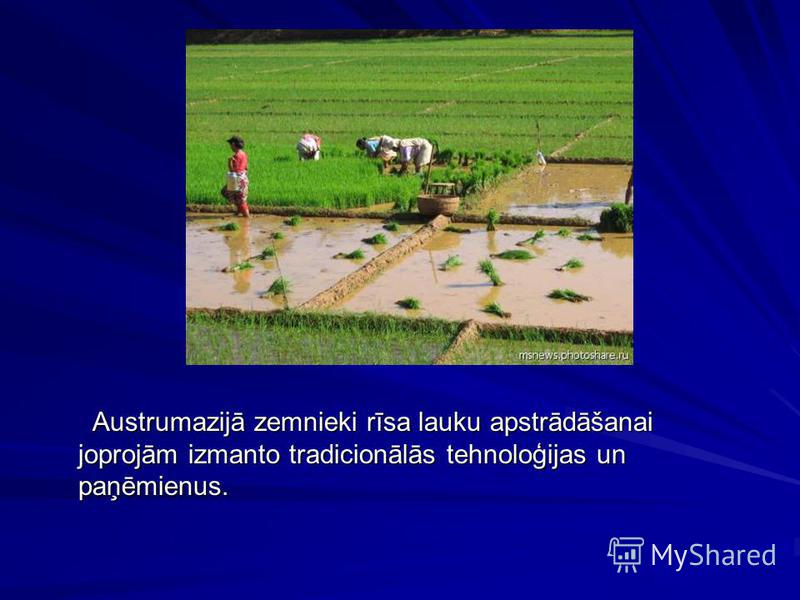 Austrumazijā zemnieki rīsa lauku apstrādāšanai joprojām izmanto tradicionālās tehnoloģijas un paņēmienus. Austrumazijā zemnieki rīsa lauku apstrādāšanai joprojām izmanto tradicionālās tehnoloģijas un paņēmienus.