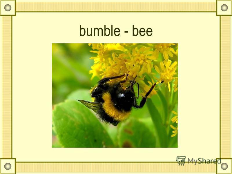bumble - bee