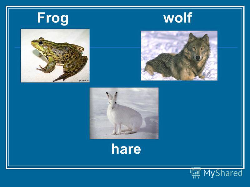 Frog wolf hare