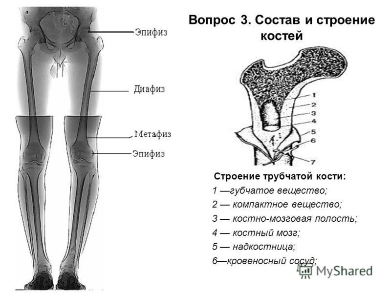 Вопрос 3. Состав и строение костей Строение трубчатой кости: 1 губчатое вещество; 2 компактное вещество; 3 костно-мозговая полость; 4 костный мозг; 5 надкостница; 6 кровеносный сосуд;