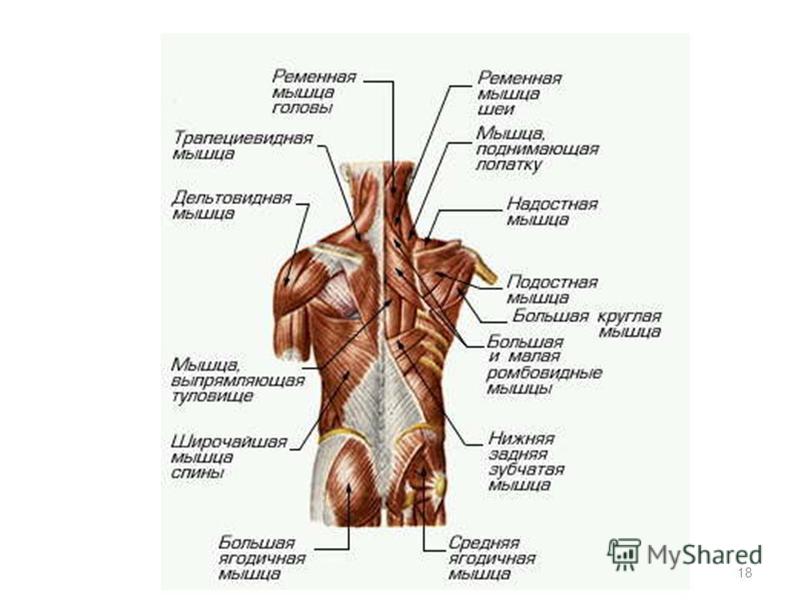 Мышцы спины и их массаж в картинках Мышцы спины и их массаж в картинках