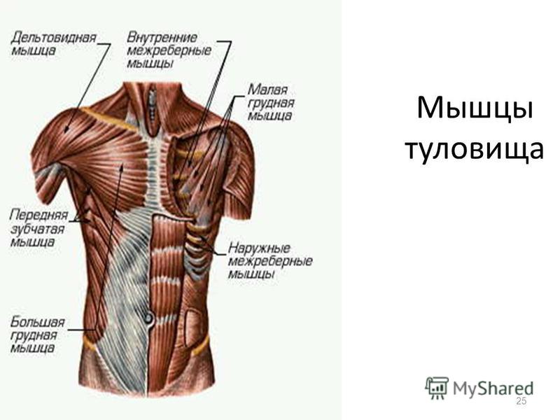 Внутренние межреберные мышцы анатомия