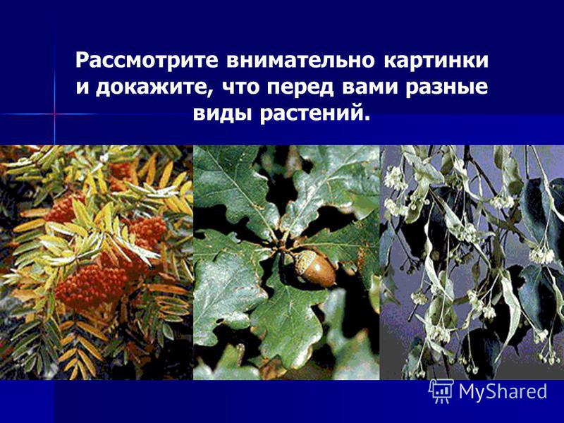 Рассмотрите внимательно картинки и докажите, что перед вами разные виды растений.