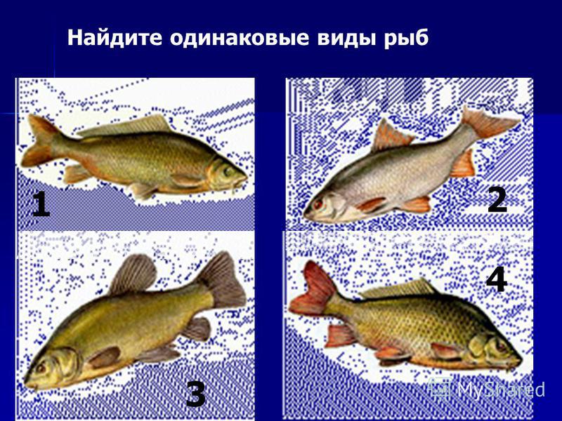 Найдите одинаковые виды рыб 1 2 3 4