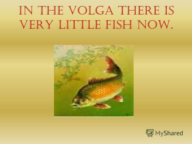 In the Volga there is very little fish now.